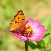 Junonia almana Linnaeus, 1758